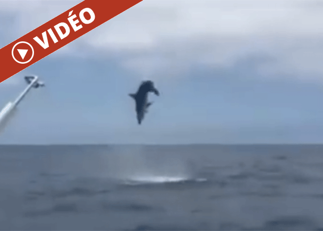 [Vidéo] États-Unis: Un requin fait des bonds spectaculaires