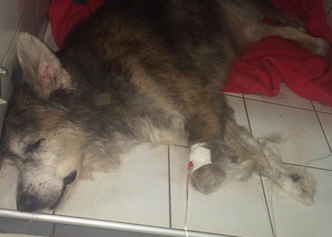 Mort du chien Papy: Une famille donne une autre version que la cruauté animale...