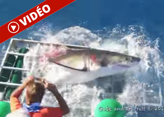 Mexique : Un requin blanc entre dans la cage de protection d’un plongeur