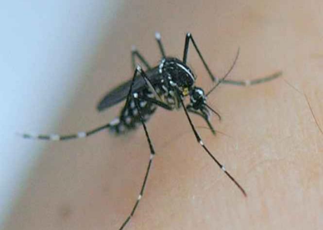 500 millions d’habitants menacés par le Zika, le Chikungunya et la dengue en Amérique