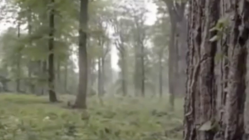 Accident en Normandie: La balle ricoche sur un arbre et tue un chasseur
