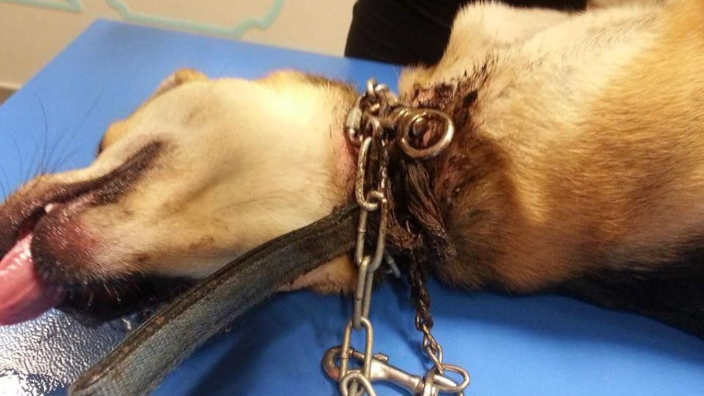 Etang-Salé: Une jeune chienne retrouvée avec des chaines et un collier étrangleur incrustés dans ses chairs