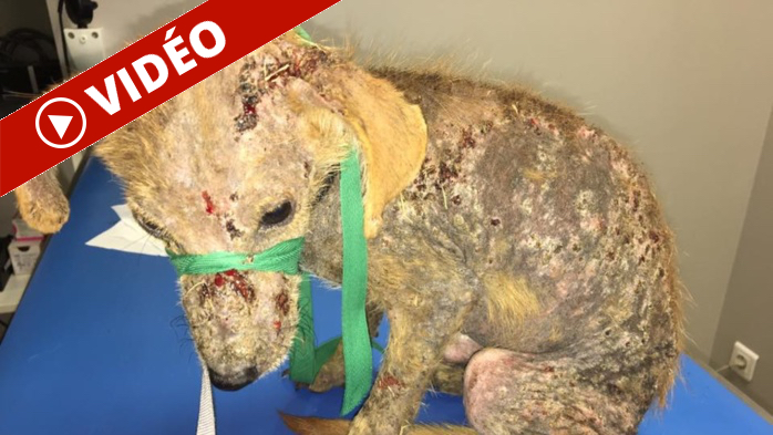 [Images chocs] Ce jeune chien errait dans St-Paul, souffrant d'une infection sur tout le corps