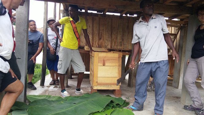 Formés à Madagascar, des planteurs réunionnais misent désormais sur le cacao
