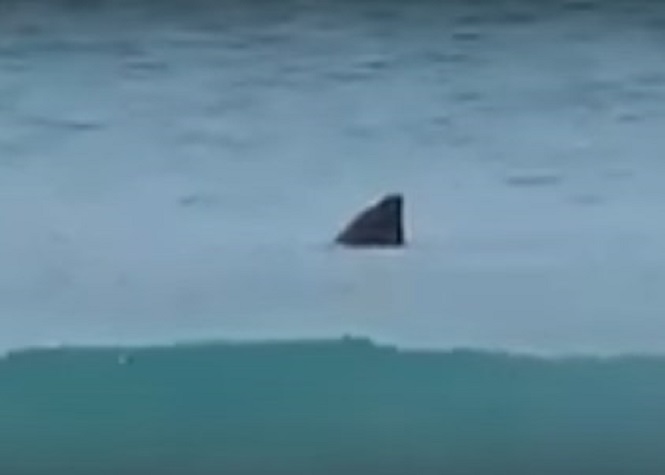[Vidéo] Un requin filmé tout près de la plage en Afrique du Sud