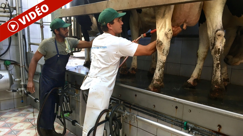 De la production de lait aux fromages: "La filière laitière se porte bien"