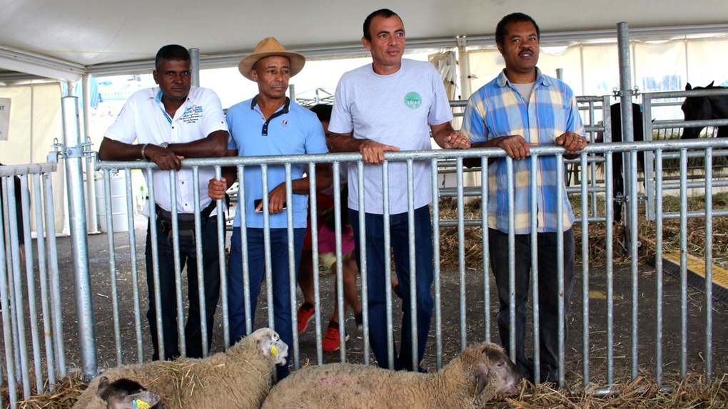 "Il est possible à La Réunion de produire une viande bon marché dans de bonnes conditions"(F.Vienne)