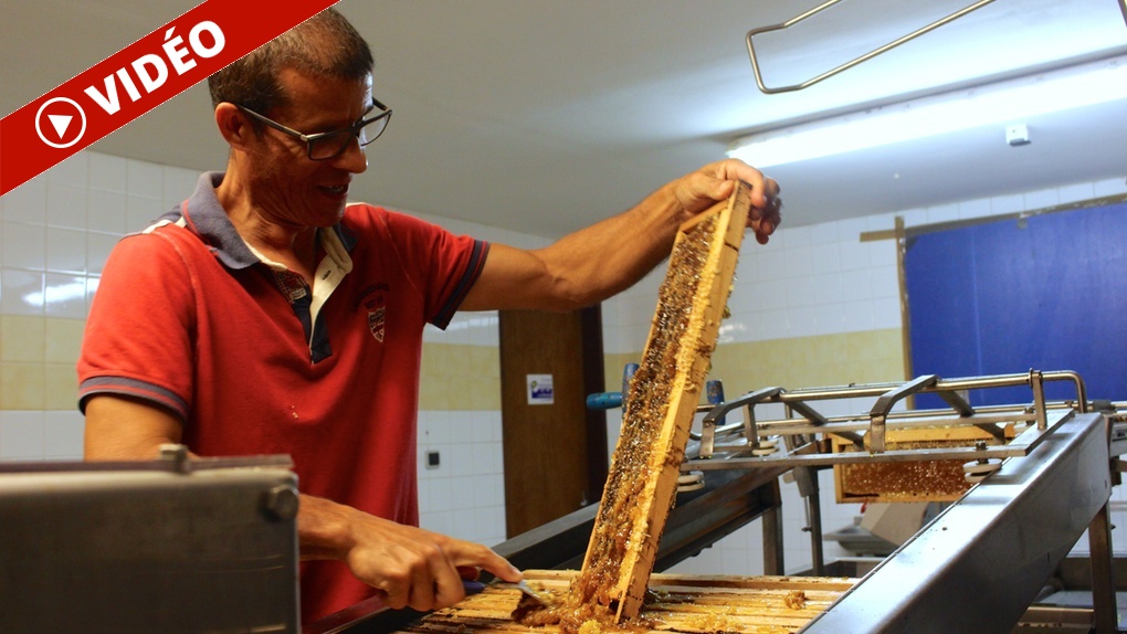 Le Tampon: 300kg de miel vert espérés cette année