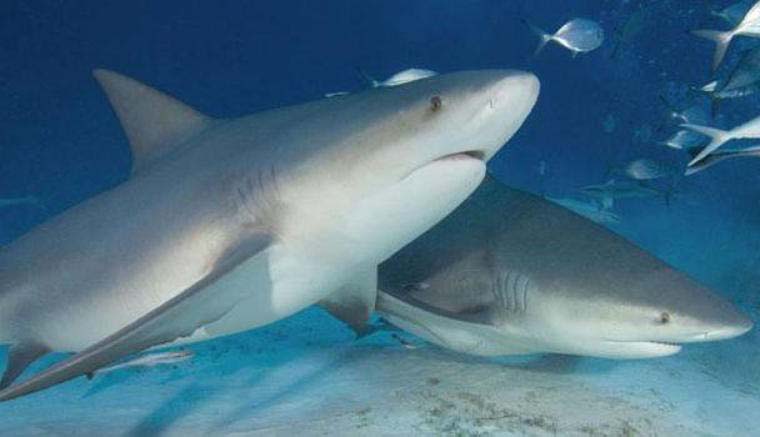 Lettre ouverte à Ericka Bareigts : Vous devez autoriser la consommation de chair de requin