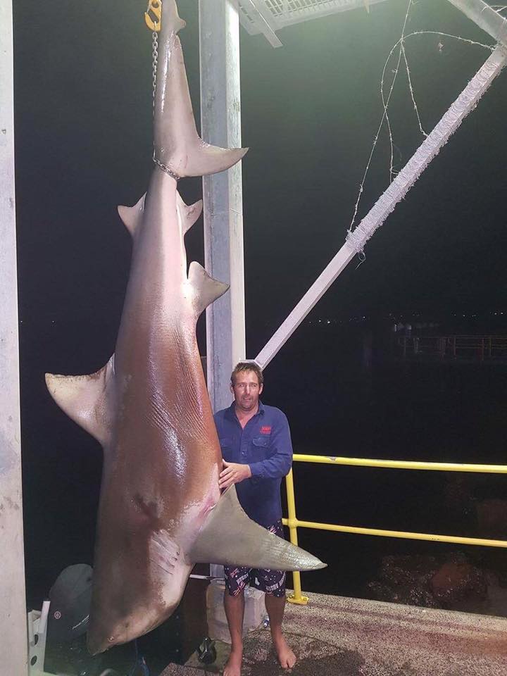 Australie: Polémique après la pêche d'un énorme requin bouledogue