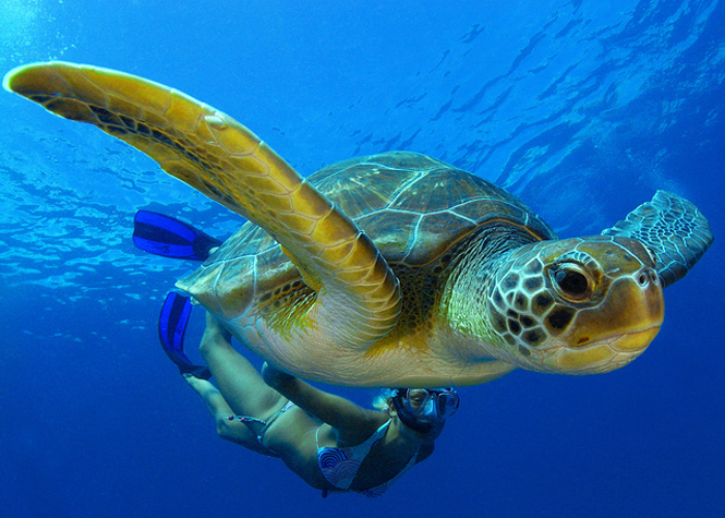 Cinq hectares de littoral seront restaurés d'ici à 2020 pour favoriser la ponte des tortues marines