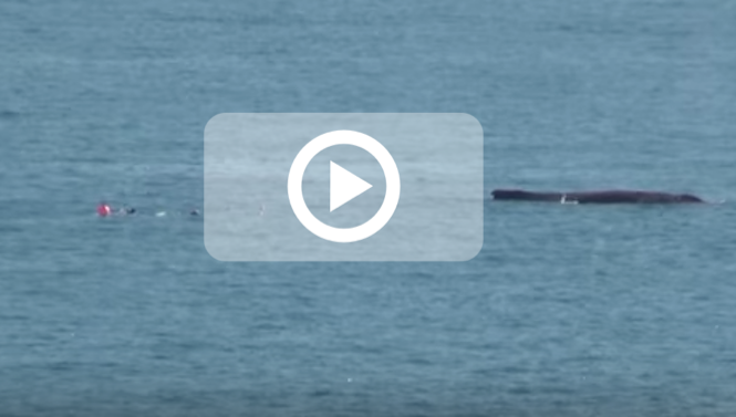Trois nageurs font fuir une baleine et son baleineau