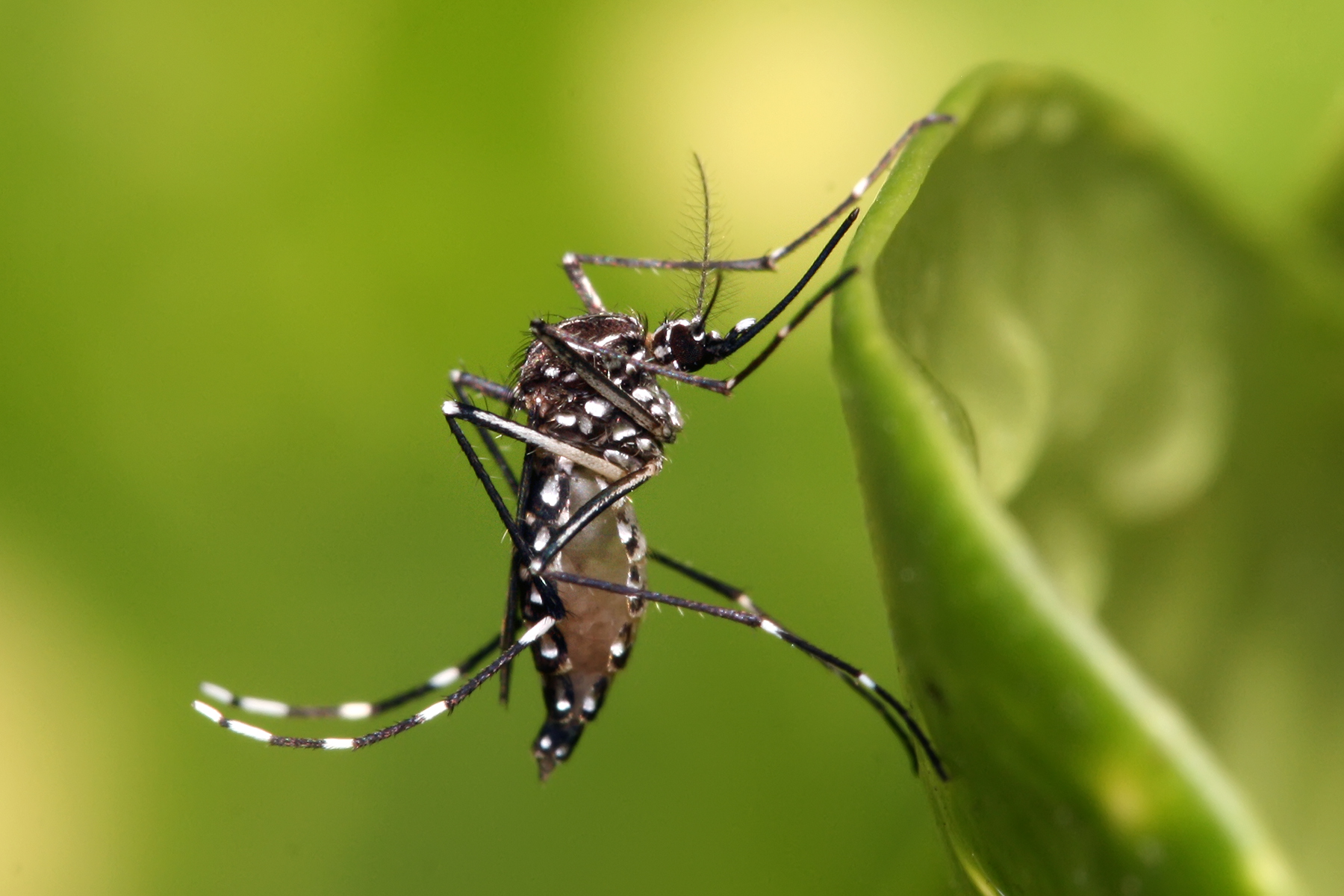 Dengue: Malgré l’hiver, le virus circule toujours
