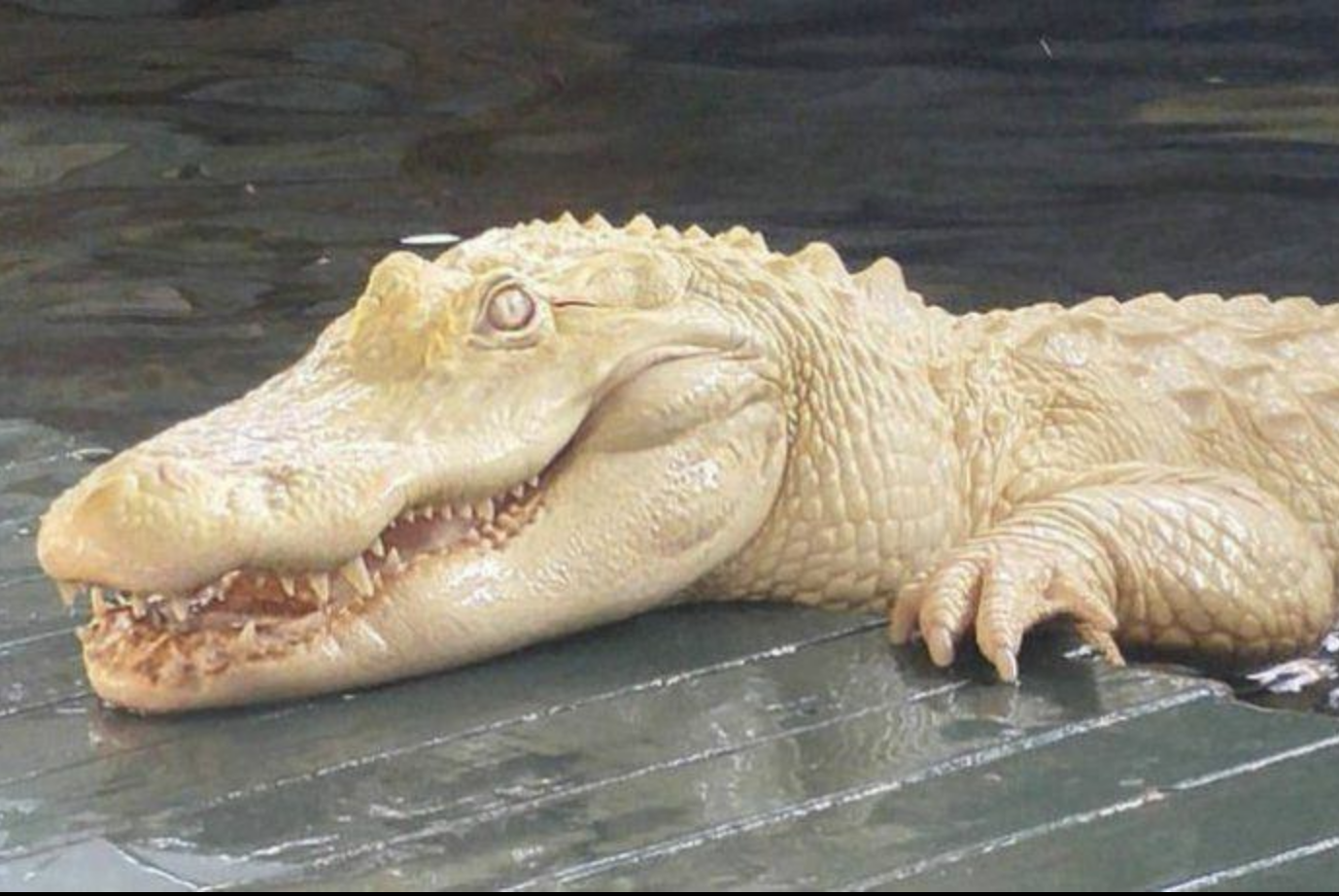 Insolite : Un crocodile blanc de 2,20 m