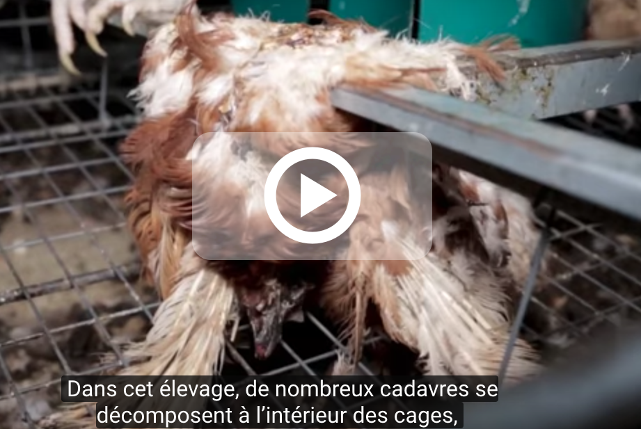 Avec une nouvelle vidéo choc, L214 demande l'interdiction de tout élevage de poules en batterie