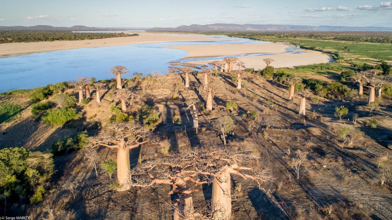 Madagascar : Les Baobabs ravagés dans la forêt de Mikea