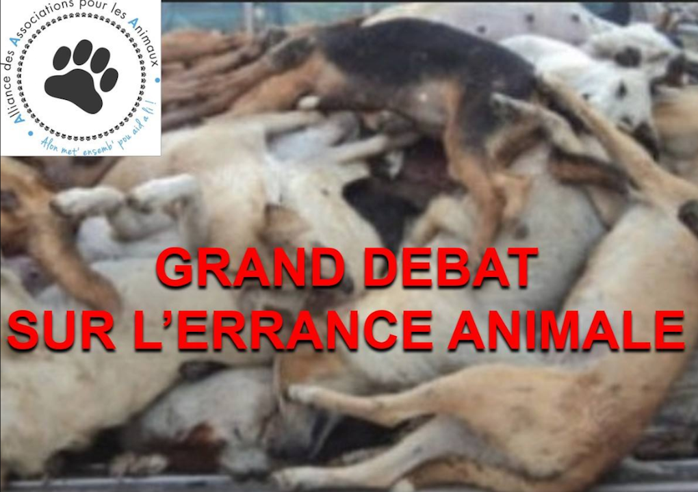 Un débat sur l'errance animale à La Réunion organisé ce samedi