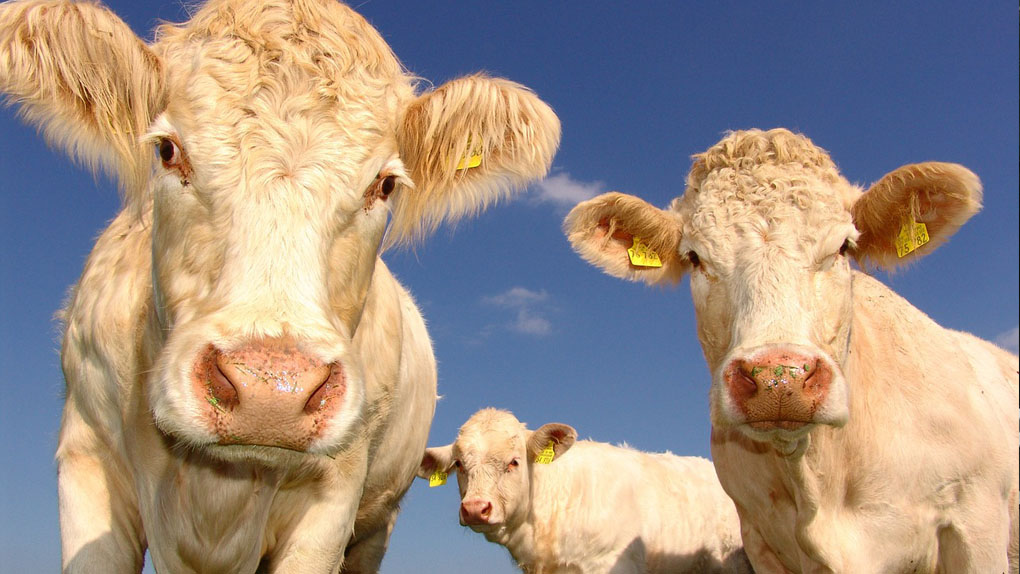 Chlamydiose bovine: La Préfecture apporte des précisions