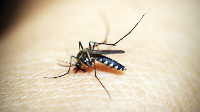 Dengue : Le nombre de cas toujours en baisse