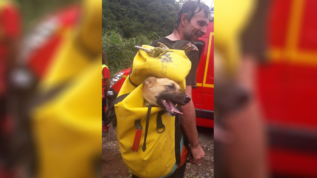 St-Joseph : Oli, la chienne coincée dans un îlet a été sauvée par les pompiers