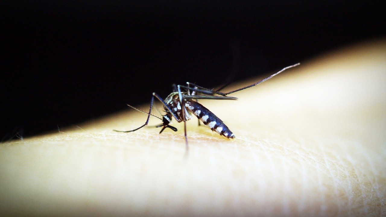 Dengue : Le nombre de cas signalés a doublé en une semaine