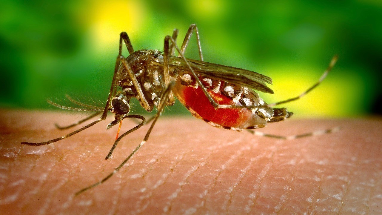 La dengue sexuellement transmissible ?