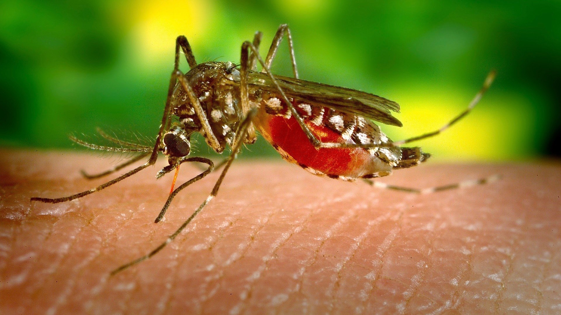 La circulation de la dengue s’intensifie à La Réunion : 57 nouveaux cas