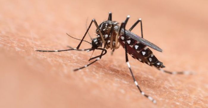 Dengue: La circulation s’intensifie, 81 nouveaux cas en une semaine