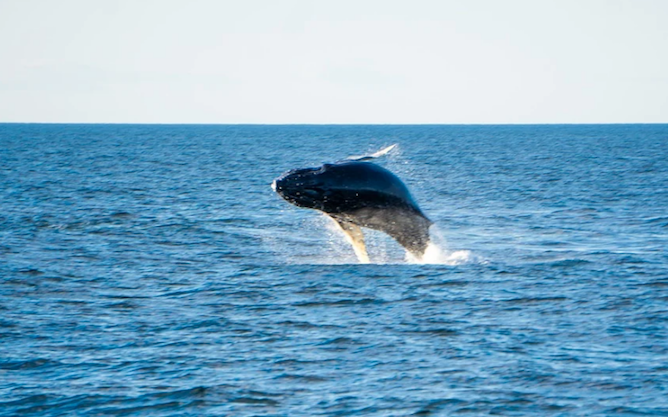 Réchauffement climatique: Vers l'extinction de grands animaux marins d'ici 100 ans