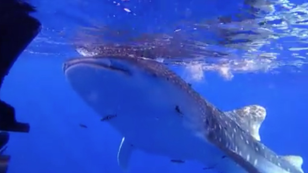 Globice : Impressionnante rencontre avec un requin-baleine 