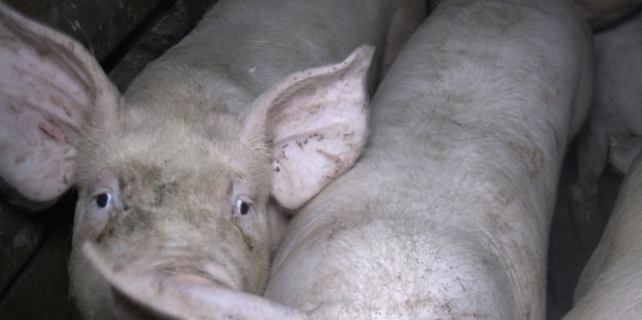 Grippe porcine : Un nouveau type de virus découvert en Chine inquiète