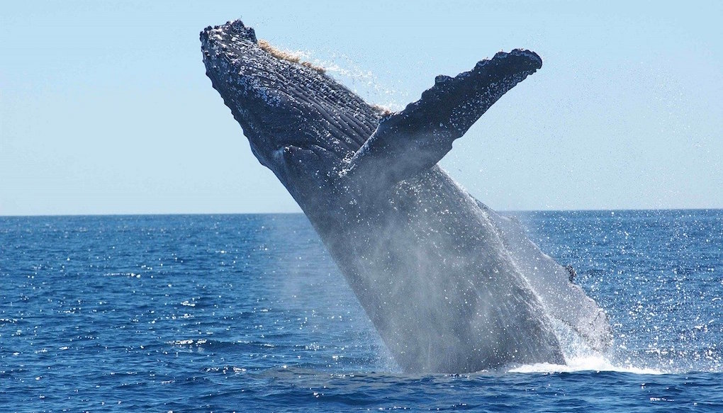 Une période de quiétude instaurée pour les baleines