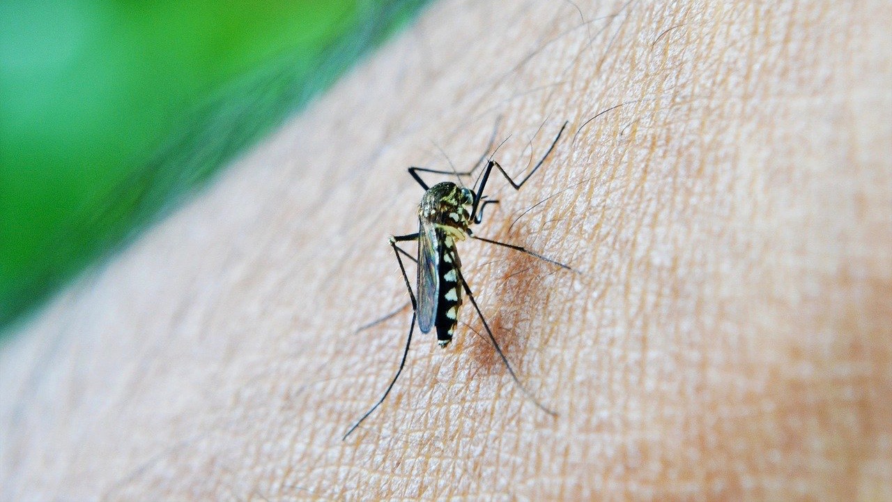 L'épidémie de dengue toujours à la baisse