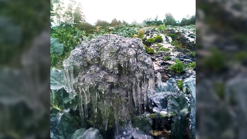 Plaine-des-Cafres : Un brocoli transformé en statue de glace !