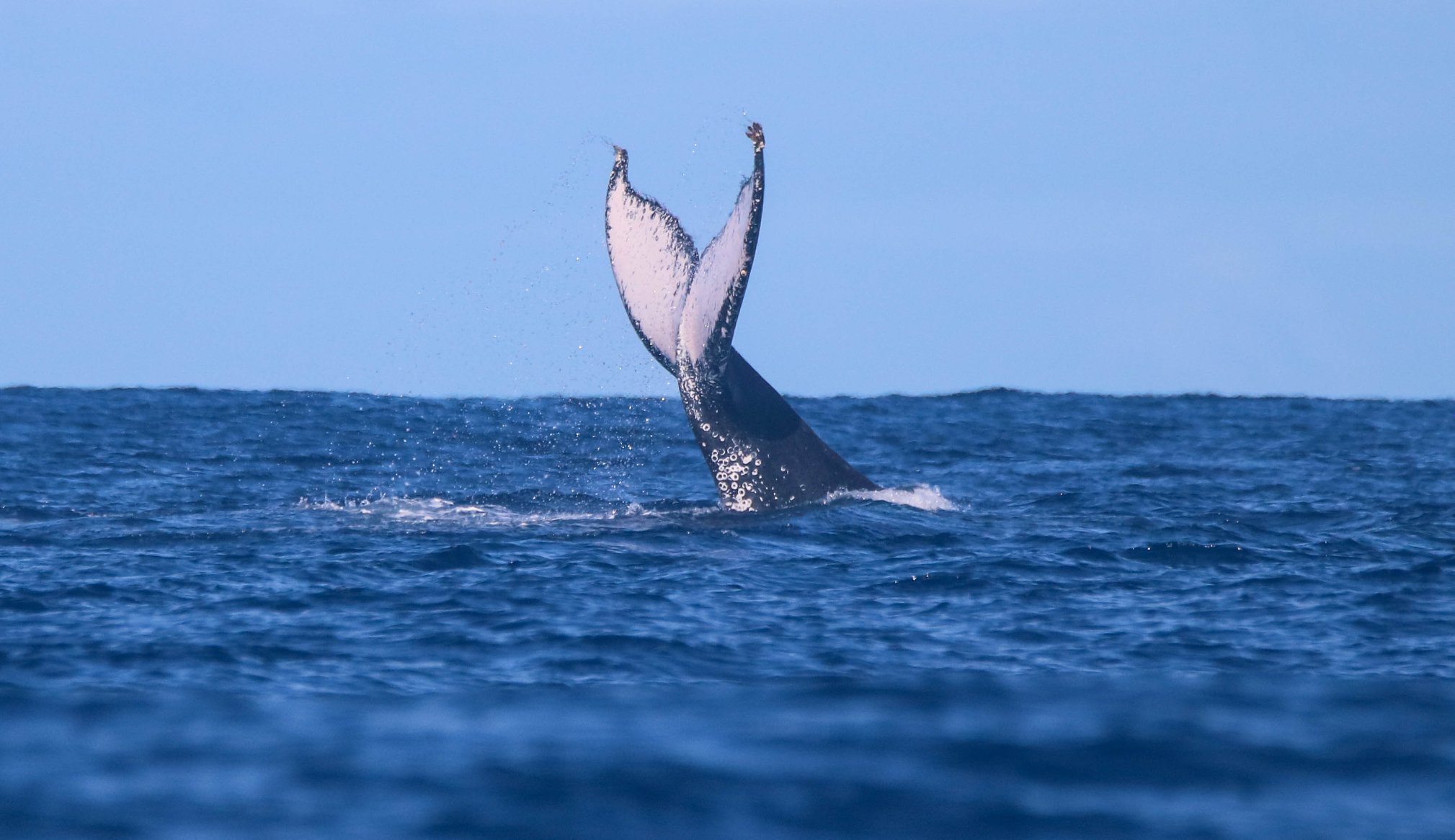 Baleines et dauphins se donnent en spectacle dans l’ouest de l’île