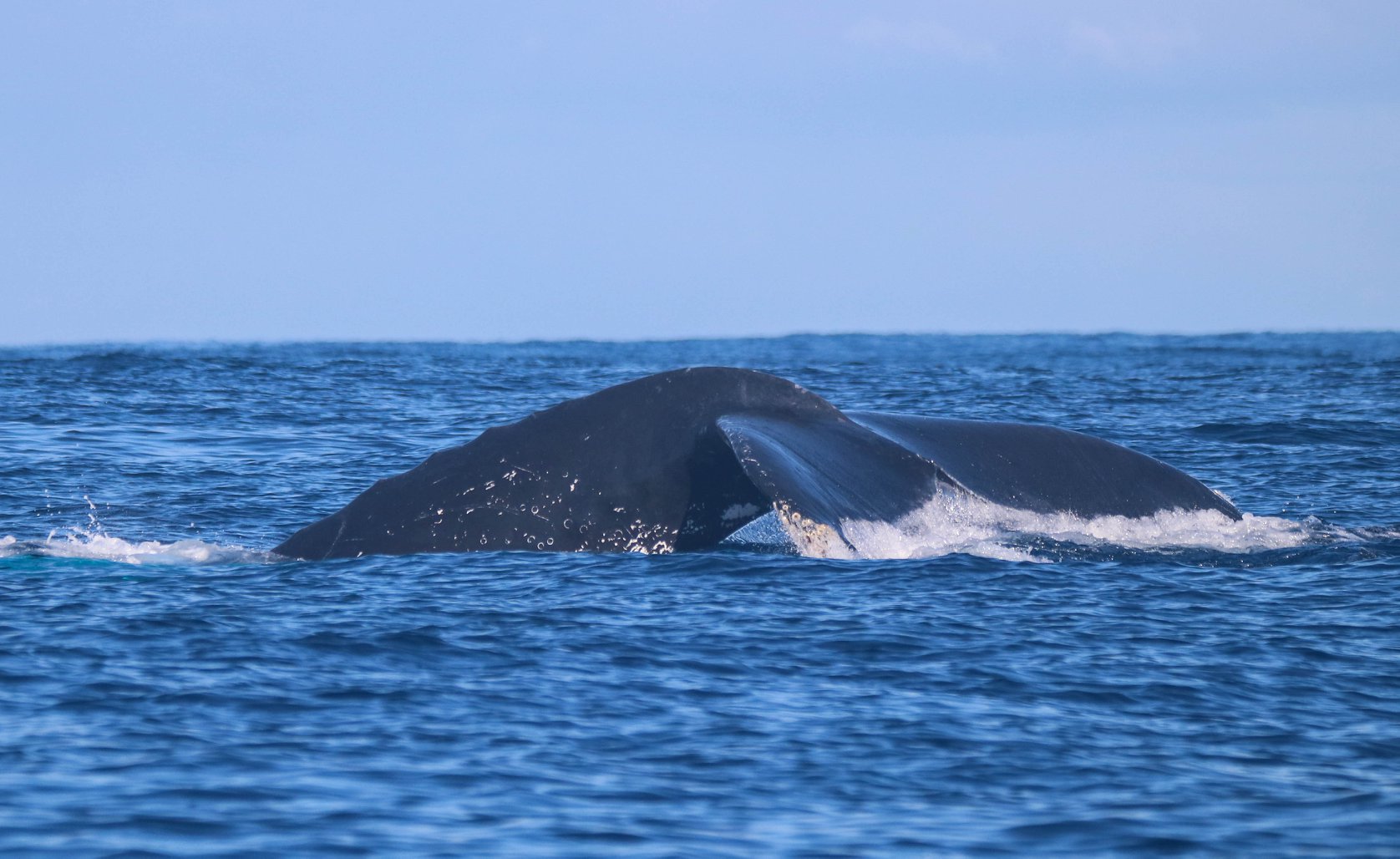 Baleines et dauphins se donnent en spectacle dans l’ouest de l’île