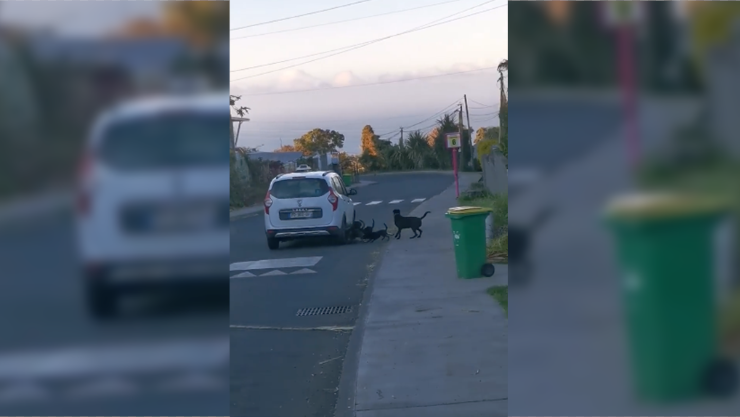 VIDEO - Un taxi percute une meute de chiens