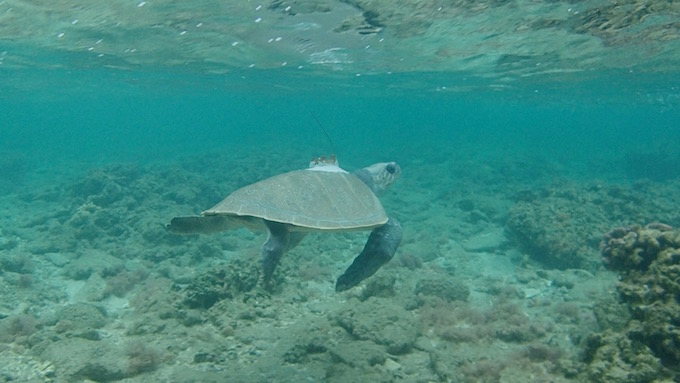Un mois après son départ, la tortue olivâtre Lo Union de retour à La Réunion
