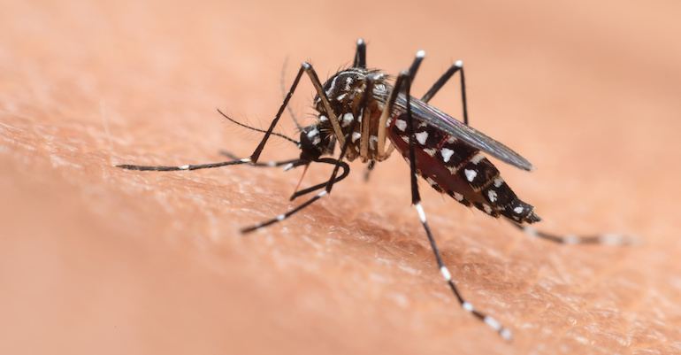 Dengue : 5 cas ont été signalés à l’ARS du 2 au 8 novembre 2020