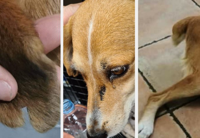 Queue sectionnée, oreille coupée et blessure sur le museau pour cette chienne récupérée par les bénévoles