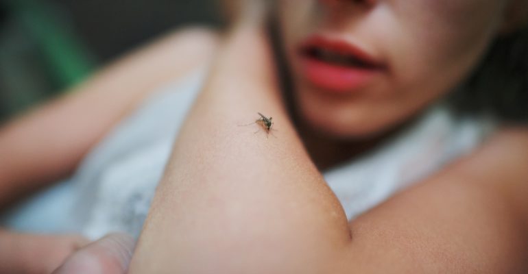 Dengue : 12 cas signalés à La Réunion