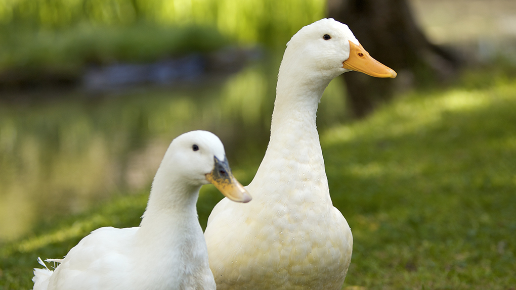 ​Grippe aviaire : 40.000 canards seront abattus dans les Landes