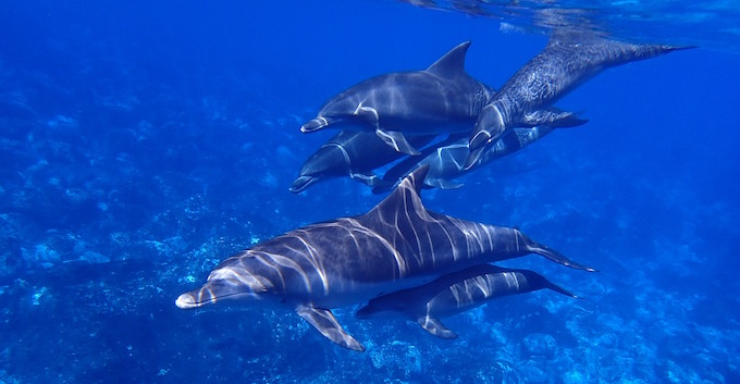 Une centaine de dauphins retrouvés morts sur une île dans le canal du Mozambique