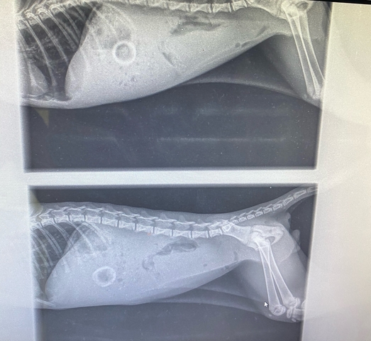 ROY, chaton de 3 mois, avait une tétine de biberon dans l'estomac (chirurgie effectuée)