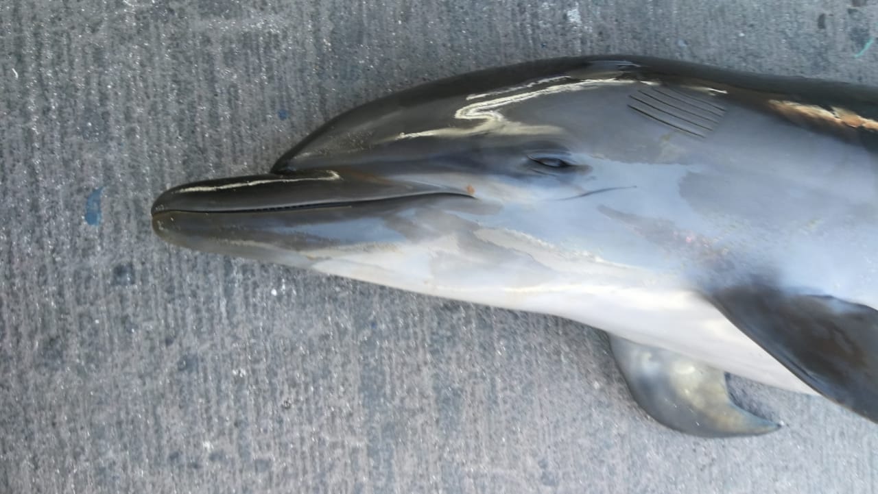 Un jeune dauphin retrouvé mort au large du Port