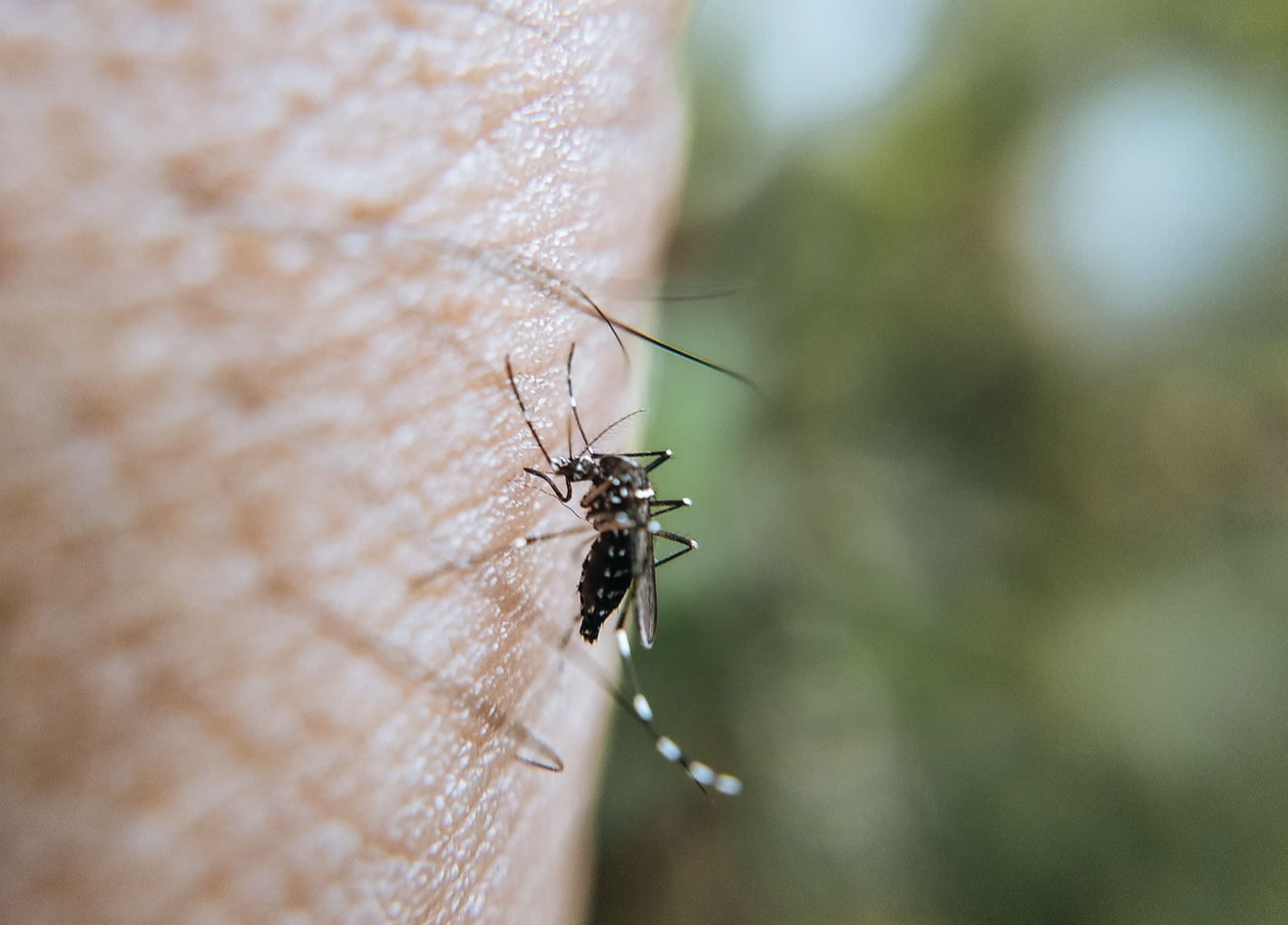 Reprise de l’épidémie de dengue à La Réunion