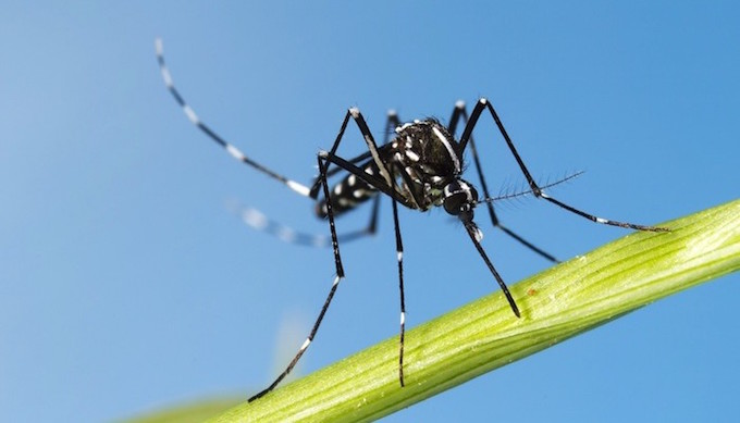 734 cas de dengue confirmés, l’épidémie poursuit son accélération notamment dans l’Ouest