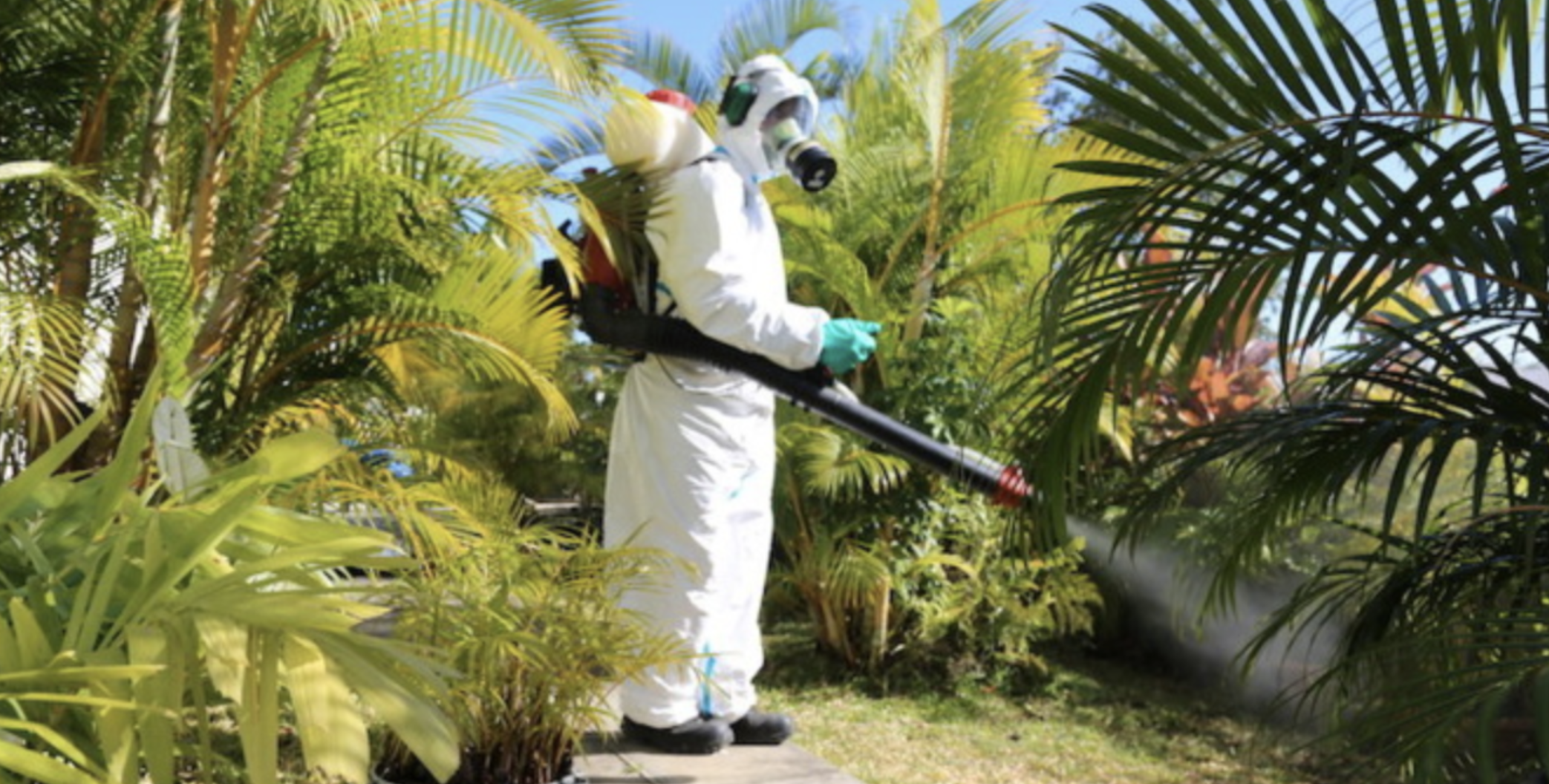 L'épidémie de dengue terminée en Guadeloupe, La Réunion toujours à la traîne 