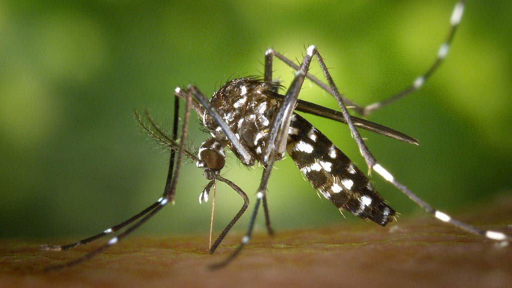 Près de 2.000 nouveaux cas de Dengue à La Réunion, un nouveau décès