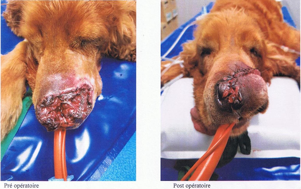 Avirons : Un chien défiguré par un tir de chevrotine